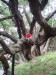 olda ve stromě